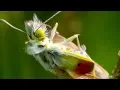 Download Lagu Heath Fritillary Butterfly Hatching | BBC Earth