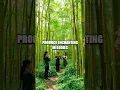 Download Lagu The Bizarre Talent of the Bamboo Whisperer