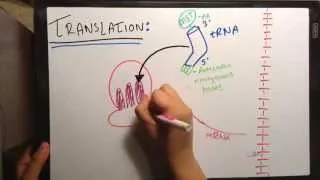DNA Replication Transcription and Translation Maya - Jessica