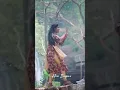 Download Lagu Hari Oni #banjara #love #banjaratribal #banjarafiling #humbanjara #folksong #dance #lovesong #song