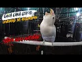 Lagu SEREM!! LOVEBIRD INI KESURUPAN NGEKEK KONSLET SUARA KUNTILANAK|| VOLUME KERAS