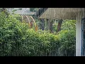 Lagu Dit regengeluid is zeer effectief om slapeloosheid te bestrijden en de geest te kalmeren.