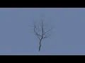 Simple Tree Generator using Python in Blender