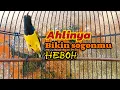 Download Lagu SOGON GACOR || AHLINYA BIKIN SOGONMU GACOR LANGSUNG HEBOH EMOSI NAIK #sogon #sogongacor #sogonbahan