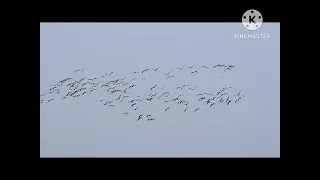 hookah bar tribute to rio bird awarded bird dance by love guru birds shortvideo amazing