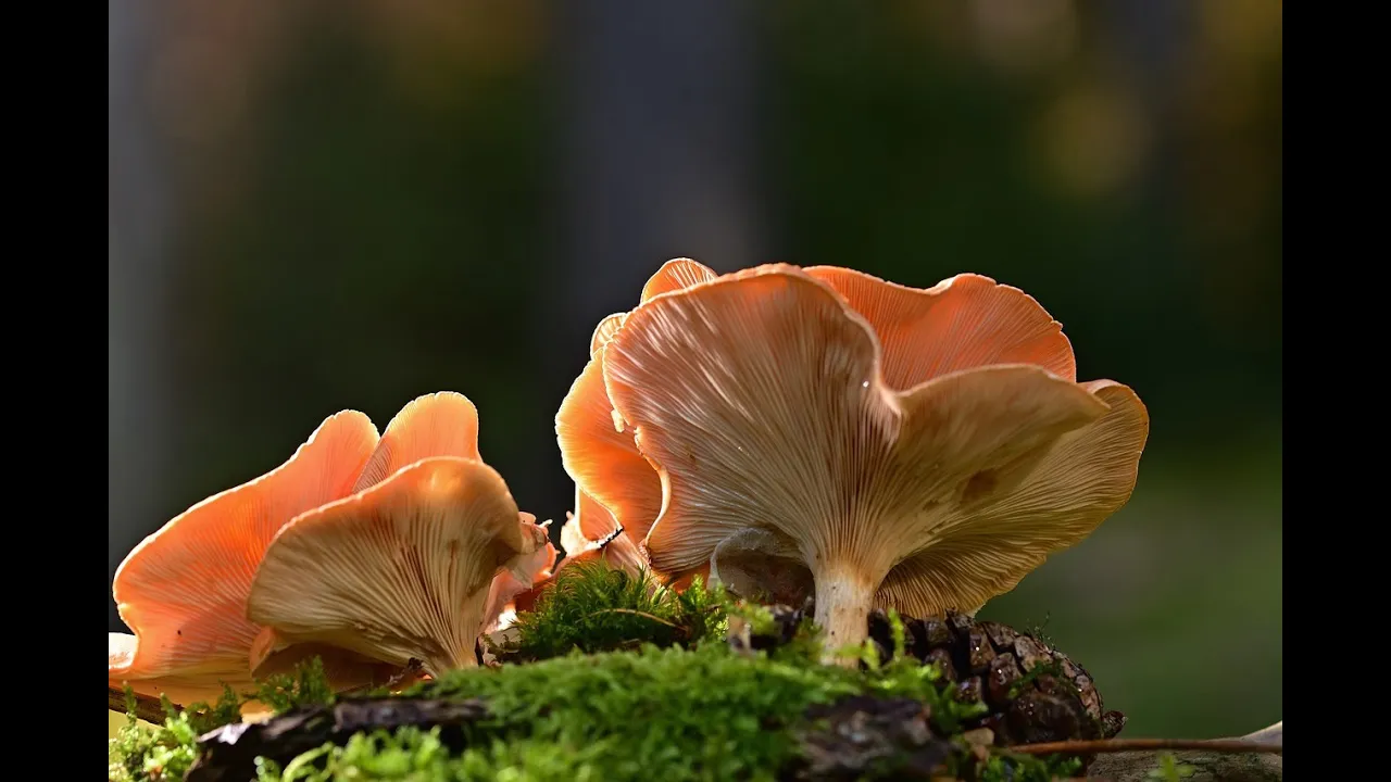 Fantastic Cream of Mushroom Soup
