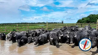 BÚFALOS DO CASSIPORÉ.