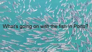What’s going on with the fish in Porto?