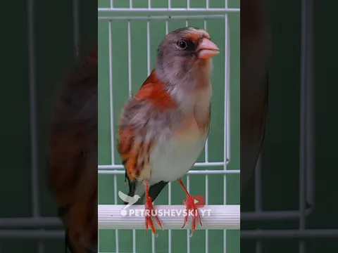 The Best Singing