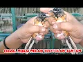 AKHIR BULAN PASAR LAGI SEPI DI OBRAL AJAH MURAI MEDAN TROTOLAN JANTAN