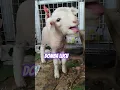 Download Lagu embek suara kambing suara domba asli anak domba #animals #domba #funny #funnyanimals #cute #goat
