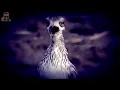 Download Lagu Bird Sound - Indian Thick-Knee Call