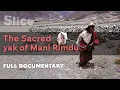 Download Lagu The sacred yak of Mani Rimdu l SLICE I Full documentary