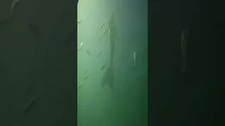 حورية البحر حقيقية 