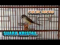 Download Lagu burung ciblek tebu gacor volume tembus