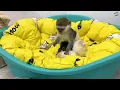 Baby monkey Susie is worried that kitten will be lost without mom cat
