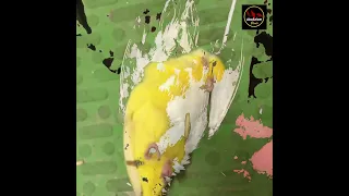 ببغاء الباروتوليت فوربس Parrotle Forpus 