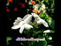 Download Lagu story wa , vidgram . saben malem jumat