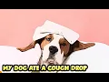 My Dog Ate A Cough Drop