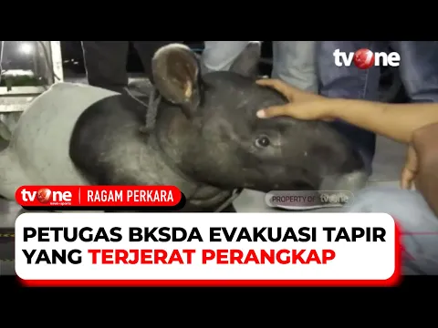 Lemas Tak Berdaya, Tapir Terjebak Perangkap Pemburu