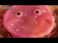 weird stuff reddit found