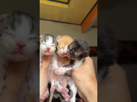 Kittens Day 1 new born 😍😍 #kucing #kitten #cutecat # #cats #kucing #kucinglucu