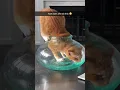 Download Lagu Proof that cats are liquid ❤️😂