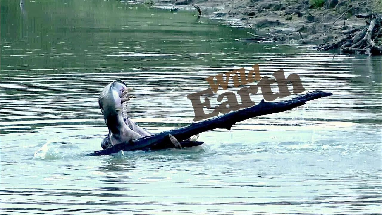 WildEarth - Sunset Safari - 16 April 2020