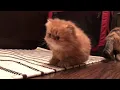 Persian flat faced Kitten playing with mother cat