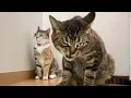 Download Lagu De gekste katten die het internet kapotmaken 😂 Grappige kattenvideo's 2025