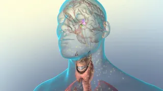How Too Much Thyroid Hormone in the Blood Can Affect the Body