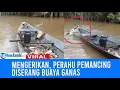 Download Lagu Viral Perahu Pemancing Diserang Buaya Rawa Saat Bawa Ikan Banyak