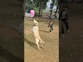 Download Lagu dog playing balloon cricket 🎈🏏 #shorts #lakdikikathi