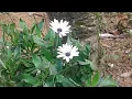 white flower