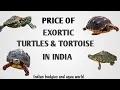 Price Of Exotic Turtles And Tortoise In India Indian Budgies Aqua world