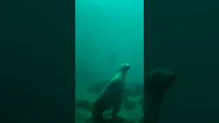 Testing DJI Pocket 3 underwater. I’m not sure I’ll use this setup much give it’s issues. #dji