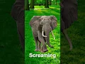 Download Lagu Elephant Noise Sound Effects