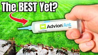 How To GET RID OF ANTS Indoors AND Outdoors