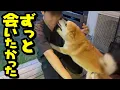 Download Lagu 元気を失うほど会いたい兄がまさかの帰宅、感情が大爆発する柴犬が愛おしい