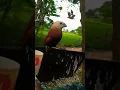 Download Lagu Anakan BURUNG EMPRIT KAJI JANTAN Jinak GACOR 🐦🦅🕊🦆