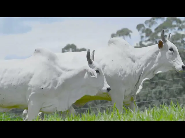 2 Matrizes Nelore P.O.