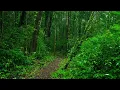 Fall Asleep with Best Rain in the Forest - Rain Sounds for Deep Sleep & Healing