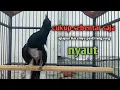Download Lagu Suara burung kacer gacor tarung konslet ini paling AMPUH buat PANCINGAN KACER agar EMOSI