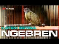 Download Lagu KAPAS TEMBAK BETINA GACOR FULL NGEBREN