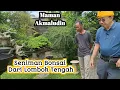 Download Lagu Maman Akmaludin,Seniman  Bonsai Dari Lombok Tengah