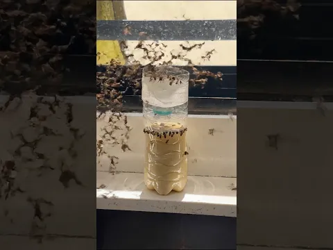 Get Rid of ANY Flies without store-bought traps in 1 day!