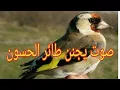 Download Lagu #حسون #تغريد #بتبتات #مقنين تغريد انتى حسون تجعل ذكر الحسون يغرد هايج عند سماعه 6M+