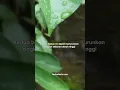 Download Lagu Ini Alasan Kenapa Teh Daun Sirsak Bagus Untuk Penderita Darah Tinggi atau Hipertensi