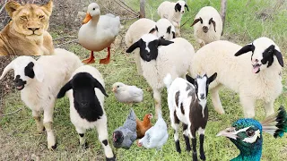 Jungle Animals Sounds And Shapes Of Wild Animals Lion Peacock Sheep Goat Chicken Animals Cow 