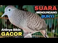 Lagu Perkutut Lokal Gacor RAJA PIKAT Ahlinya Bikin Semua Burung Perkutut Gacor Nyaut.